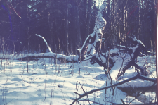 BPN-fragment