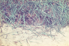 Microtus agrestis
