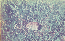 Clethrionomys glareolus