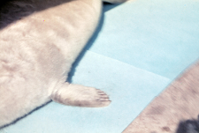 Halichoerus grypus (Foka) nr 85413