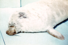 Halichoerus grypus (Foka) nr 85413