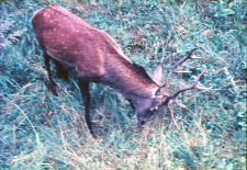 Cervus elaphus