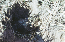 Kilkudniowy zajączek (Lepus europaeus) w r&oacute;żnych ujęciach