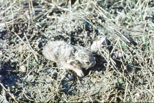 Kilkudniowy zajączek (Lepus europaeus) w r&oacute;żnych ujęciach