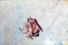 Nocek duży (M. myotis) w śnie zimowym. Widoczne nacieki mineralne kalcytowe i wodorotlenki żelaza