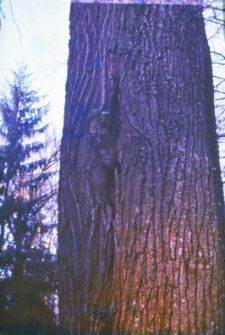 Dąb z dziuplą zamieszkaną przez nietoperze w oddz. 475 E w leśnictwie Nowym, nadleśnictwo Białowieża