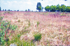 Wysoki Grąd (Kopice) - widok na W r&oacute;wnolegle do grądu