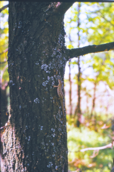 Jaszczurka na pniu na Wysokim Grądzie