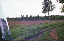 Na Wysokim Grądzie, w głębi łoś