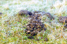 Kopce karczownika ("karczowiska") na g&oacute;rce z samotnym dębem. W zbliżeniu widoczna czaszka karczownika na kopcu. Zwierzę padło ofiarą karczownika