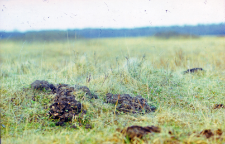 Kopce karczownika ("karczowiska") na g&oacute;rce z samotnym dębem. W zbliżeniu widoczna czaszka karczownika na kopcu. Zwierzę padło ofiarą karczownika