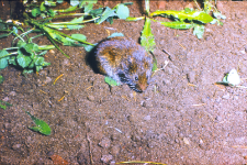 Nornik bury (Microtus agrestis)
