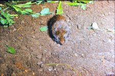 Nornik bury (Microtus agrestis)