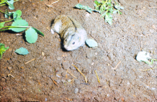 Lagurus lagurus