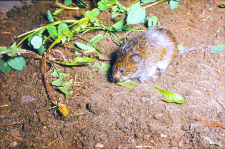 Nornik p&oacute;łnocny (Microtus oeconomus)
