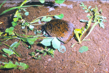 Nornik p&oacute;łnocny (Microtus oeconomus)