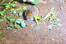 Nornik p&oacute;łnocny (Microtus oeconomus)