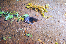 Ryj&oacute;wka aksamitna (Sorex araneus)