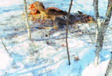 Sarna zagryziona i zjedzona przez wilka na Długim Grądzie