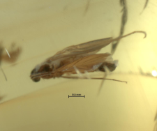 Diptera (Nematocera)