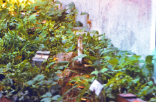 Wypuszczone łasice do gryzoni w Wiwarium ZBS