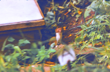 Wypuszczone łasice do gryzoni w Wiwarium ZBS