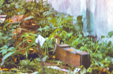 Wypuszczone łasice do gryzoni w Wiwarium ZBS