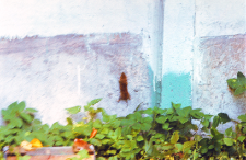 Wypuszczone łasice do gryzoni w Wiwarium ZBS