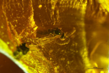 Sciaridae
