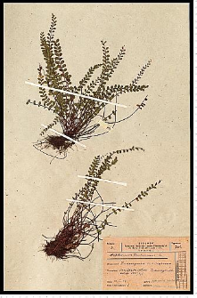 Asplenium trichomanes L.