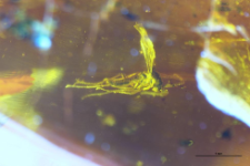 Sciaridae