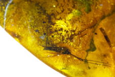 Rhabdomastix (Rhabdomastix) rafali