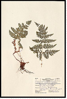 Cystopteris montana (Lam.) Desv.