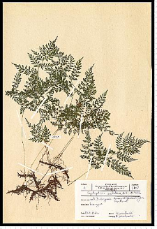 Cystopteris sudetica A. Braun & Milde