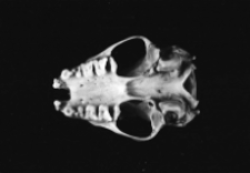 [Czaszka Eptisicus serotimus]