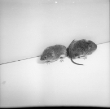 [Clethrionomys glareolus(3)]