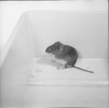 [Clethrionomys glareolus z młodymi(3)]