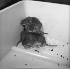 [Clethrionomys glareolus w klatkach(2)]
