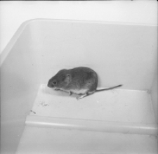 [Clethrionomys glareolus z młodymi]