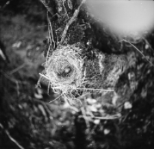 [Gniazdo drozda rdzawobocznego (2)]