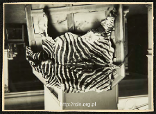 Zbiór fotografii i rycin dot. zebr i innych ssaków