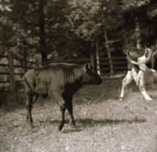 [Mieszaniec Fakir (3)]