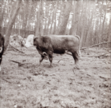 [Fotografie żubroni w Jeziorach Wielkich PGR Łęczno]
