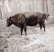 [Fotografie żubroni w Jeziorach Wielkich PGR Łęczno]