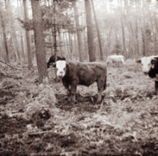 [Fotografie żubroni w Jeziorach Wielkich PGR Łęczno]