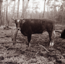 [Fotografie żubroni w Jeziorach Wielkich PGR Łęczno]