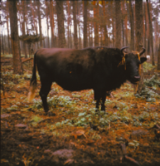 [Fotografie żubroni w Jeziorach Wielkich PGR Łęczno]