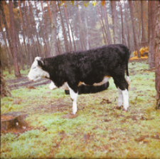 [Fotografie żubroni w Jeziorach Wielkich PGR Łęczno]