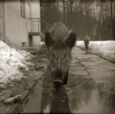 [Pik i Kwiki na terenie Zakładu (4)]