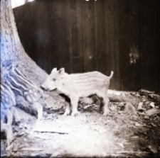 [Dzieci Lusi i Kwiki (3)]